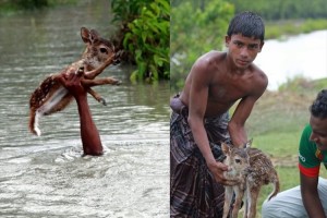 自分の身長より深い氾濫した川に飛び込み、子鹿を救出した勇敢な少年