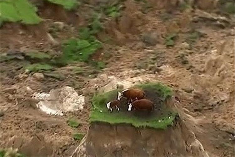 わずかに残った牧草地の一画…取り残された3頭の牛を無事に救出! ニュージーランド大地震