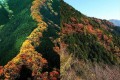 竜が山を駆けのぼる“昇り竜紅葉”が話題! 花と山肌の常緑が美しいコントラスト