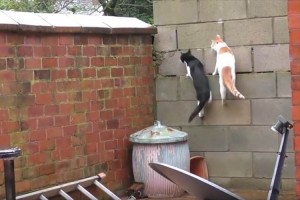 【希少動画】偶然にも全ての動きがシンクロ! 驚きすぎて固まっちゃった2匹の猫