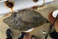 カワハギを釣ったことをTwitterで報告→猛毒あるから食べちゃダメ!→一命をとりとめる