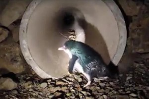 種を保護するために…ペンギン専用のトンネルが完成! よちよち歩く姿が微笑ましい♪