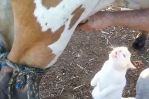 想像を超えた飲みっぷり! 牛乳をダイレクトに飲む猫がワイルドだと話題に!