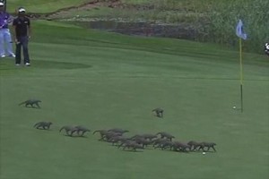 ゴルフ場に突然20匹のマングースが出現! ボールには触れない配慮でプレーに影響はなし