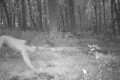 野生動物観察のため森にカメラを仕掛けた結果、“謎の全裸男”が激写され困惑!?