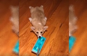 コーギーがモップに！？可愛すぎるお掃除道具に癒やされた