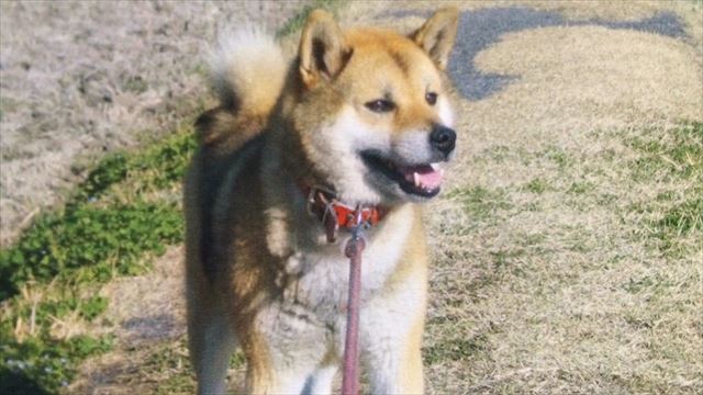 犬を飼っている人ならうなずくかも うちの犬が老犬になって可愛かった7つのことに共感の声 Fundo