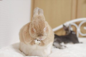 新しいふわふわのパッドを敷いてみたら…ウサギが気に入りすぎておかしなポーズになってた！