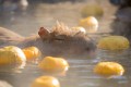 カピバラも冬至はゆず湯に入ります。「カピバラの露天風呂」が今年も見られるぞ!