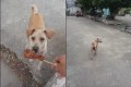 野良犬にチキンをあげたら食べずにどこかに持って行った!後をついていったらその理由に感動してしまった