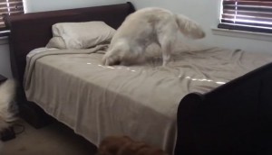 ご主人がいない間にベッドではしゃいでいるワンコ！バレてしまった時の反応がかわいすぎる