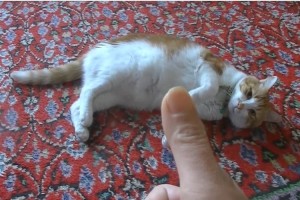 大物女優の誕生！？鳴きながら倒れる演技をするニャンコに絶賛の声、続出！