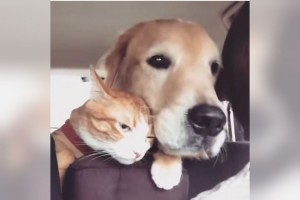 ちょ、興奮しすぎだよ～！テンションの温度差が激しすぎるワンコとニャンコが可愛すぎ！