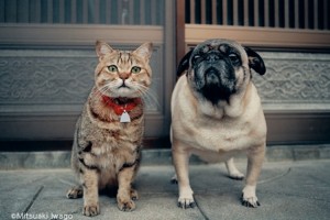 ねこ好きは行くしかない。動物写真家 岩合光昭さんのねこ写真展が全国11会場で開催！