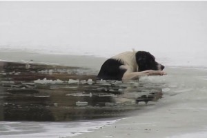 氷の池に落ちたワンコの姿が…！上半身裸おじさんの体を張った救出劇に拍手喝采！