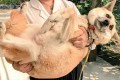 犬を飼っている人ならうなずくかも！うちの犬が老犬になって可愛かった7つのことに共感の声
