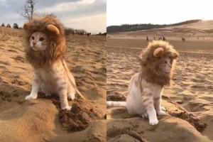 たてがみをなびかせ砂漠を歩くライオン？いや、かわいい猫だった