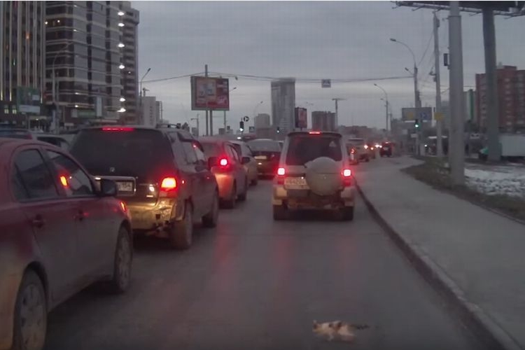危ないっ!車に轢かれそうになりそうな子猫を間一髪で助ける心優しきドライバー