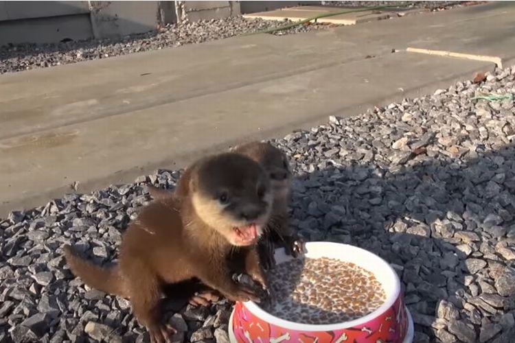 ウマーッ!!2匹のカワウソくんがエサを夢中でがっつく映像がかわいい