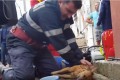 ピクリとも動かない危篤の仔犬を心臓マッサージする消防士、緊迫する現場の様子を捉えた映像
