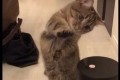 【可愛すぎる動画】なんか出てるニャ!?加湿器が気になってしようがない猫が可愛すぎる!