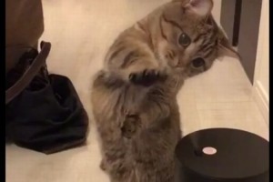 【可愛すぎる動画】なんか出てるニャ！？加湿器が気になってしようがない猫が可愛すぎる！