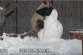 雪だるまを見てテンションが上がりすぎたパンダ、登って登ってドーン!
