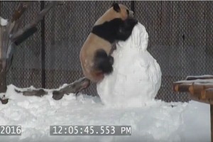 雪だるまを見てテンションが上がりすぎたパンダ、登って登ってドーン！