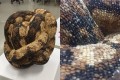 二度びっくり!ヘビをモチーフに制作したオブジェ、よく見ると身近なもので出来ていた