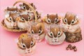 ほっぺをお菓子でいっぱいに…詰めれば詰めるほど頬が膨らむシマリスの保存袋がキャワイイ