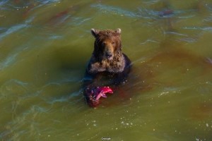湖の中で野生のクマが鮭、獲ったどー！Googleストリートビューに貴重な瞬間が写っていると話題に