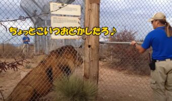 飼育員「死ぬかと思った!」檻の中のライオンにビビらされる飼育員に思わず笑ってしまう
