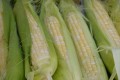 ずっと親しんできたのに…「アヲハタコーン缶」が66年の歴史に幕 今夏の台風の影響