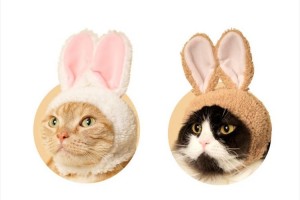 ニャンコがもっと可愛くなる♪「ねこ用のうさ耳」がカプセルトイで新登場!