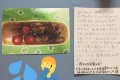 「パパのお弁当はせかいいち」高校生活最後のお弁当に入っていた父親からの手紙に号泣