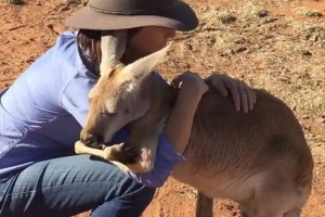 孤児となり保護されて以来、大きくなっても飼育員に甘えるカンガルーが話題に!