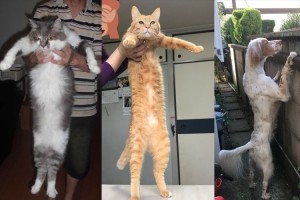 びよ～んっ どこまでも伸びる猫や犬  あんまり伸びすぎるもんだから焦った!