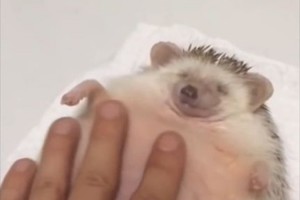 ハァ～極楽、極楽…飼い主のマッサージで徐々に力が抜けていくハリネズミがカワイイ♪