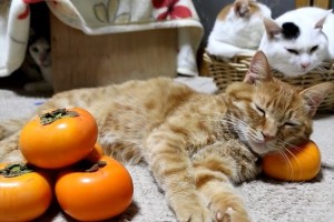 ほのぼのとした世界…柿を枕にして眠る猫たちがニャンとも可愛らしい♪