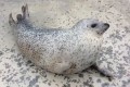 たっぷんたっぷん揺れるお腹が愛らしい♪アザラシシーパラダイスのアザラシが話題に!