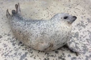 たっぷんたっぷん揺れるお腹が愛らしい♪アザラシシーパラダイスのアザラシが話題に!