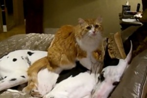 「肩がかなり凝ってますね～」ニャンコのマッサージで気持ち良さそうなワンコ♪