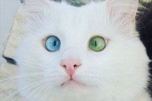 きょとんとした表情がたまらない♪ オッドアイの猫AIsoくんのインスタが大人気!