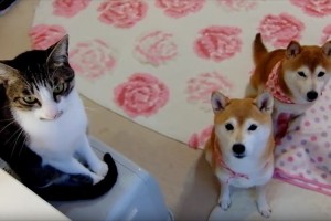 ファンヒーターの前に集合♪ 柴犬親子と猫がくつろいでいる様子がなごむ