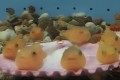 魚なのに泳ぎが苦手…なんとなくポニョ感「フウセンウオ」が愛くるしい♪