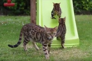 【動画】滑り台ではしゃぎまくるベンガルキャットがめちゃめちゃ楽しそう♪