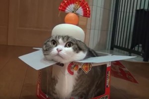鏡餅の箱に入って居心地良さそうだった→お餅をかぶせたらこうなった