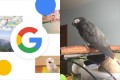 「ピコッ」！あの「OK Google」の効果音を完コピするオウムが話題に！