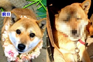 一体何があった…(笑)超絶可愛かったワンコが一日にして別人ならぬ別犬に