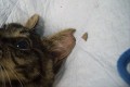 知ってほしい。耳の先端に切れ込みがあるネコは避妊・去勢手術済みという事実